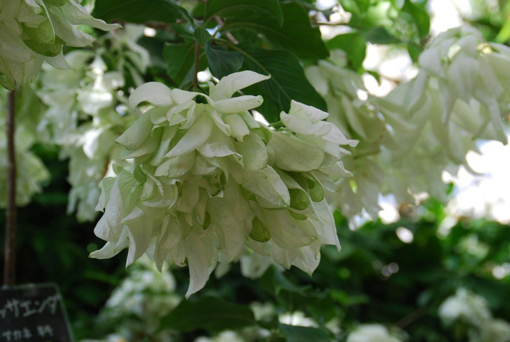 Yukurinaresort Okinawa Garden House 모토부 외부 사진