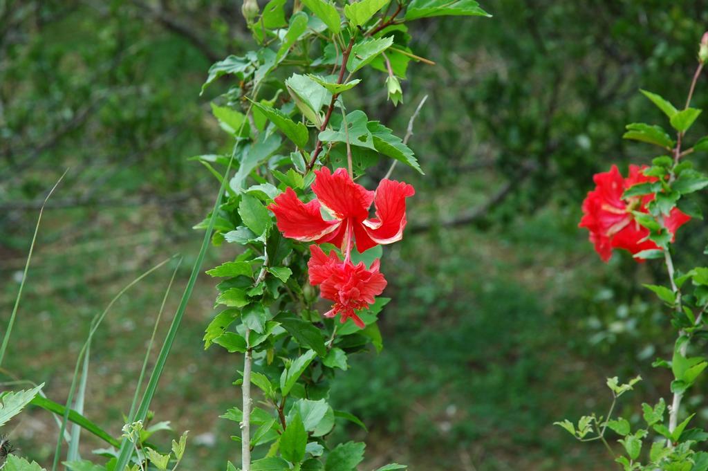 Yukurinaresort Okinawa Garden House 모토부 외부 사진