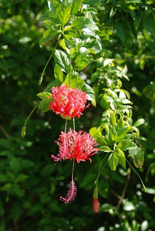 Yukurinaresort Okinawa Garden House 모토부 외부 사진